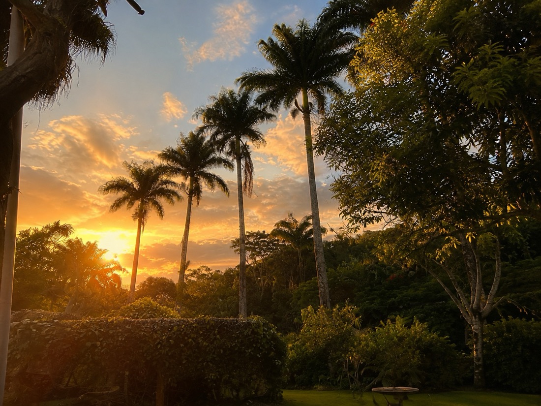Pôr do sol através das palmeiras imperiais