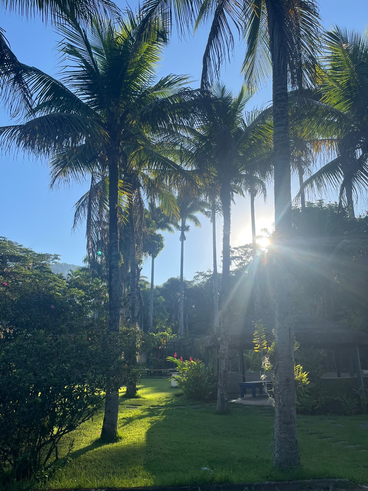 Jardim ao pôr do sol, com o sol a rasgar entre as palmeiras