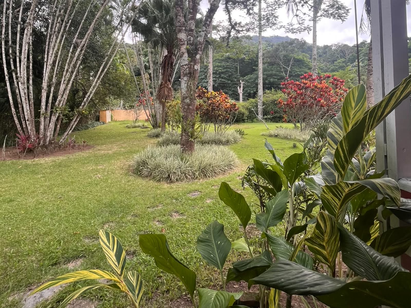 Canteiros floridos do jardim entre palmeiras, com a serra ao fundo